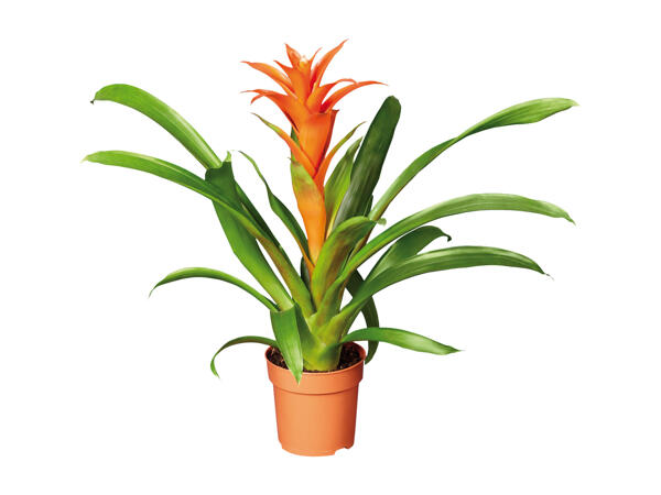 Bromelia