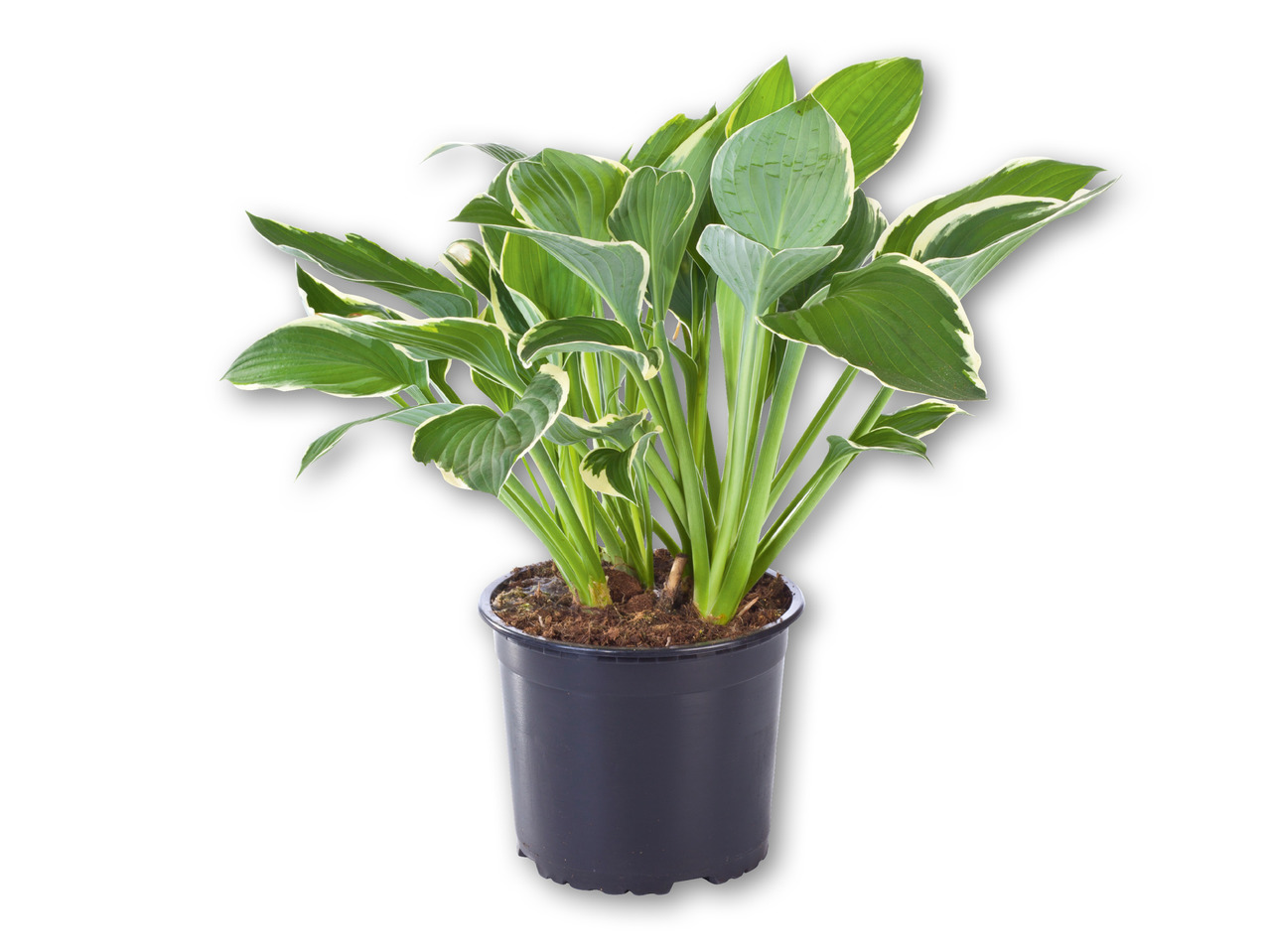 Hosta/Funkie