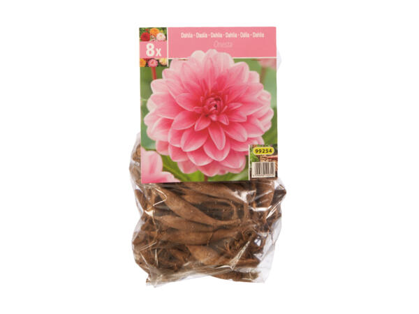 Dahlia Bulbs