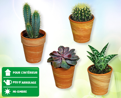 Cactées et succulentes en pot de terre cuite