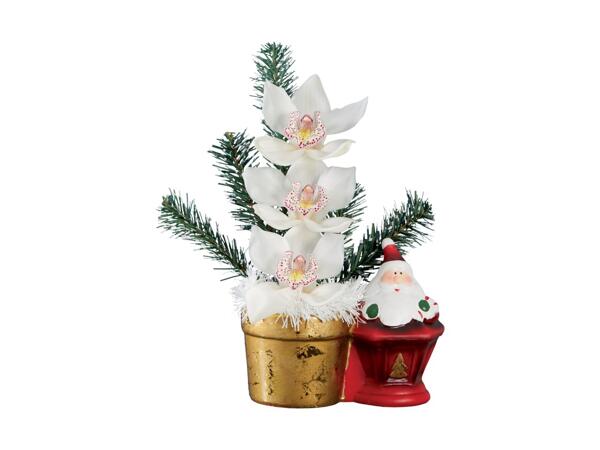 Christmas Gifting Orchid