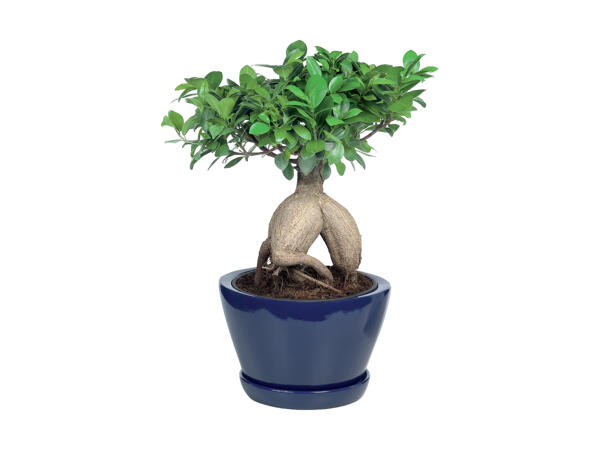 Bonsai Ficus Ginseng