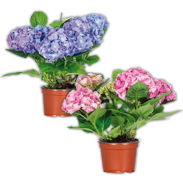 Hortensie