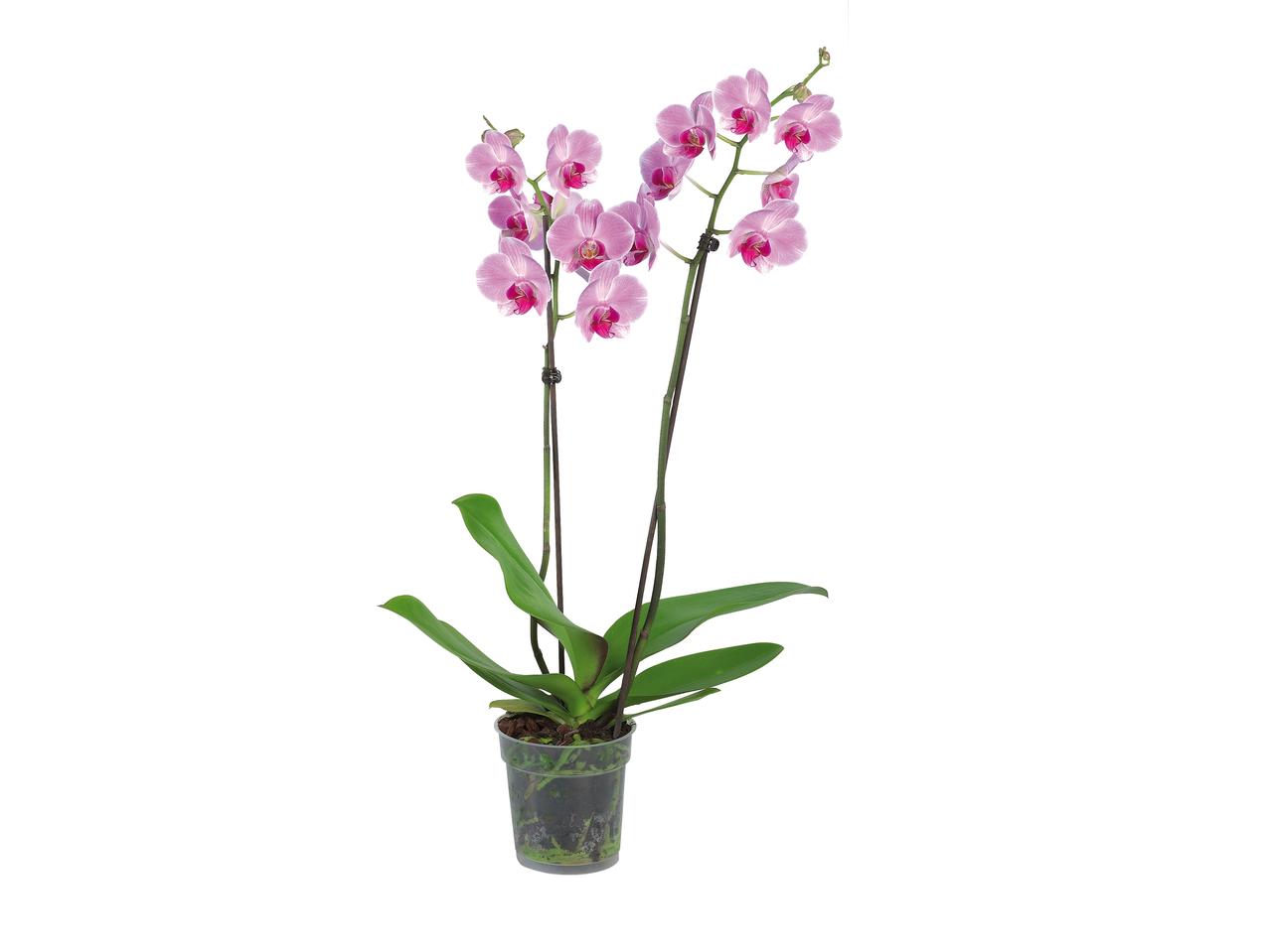 Phalaenopsis