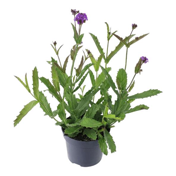 GARDENLINE(R) 				Verbene