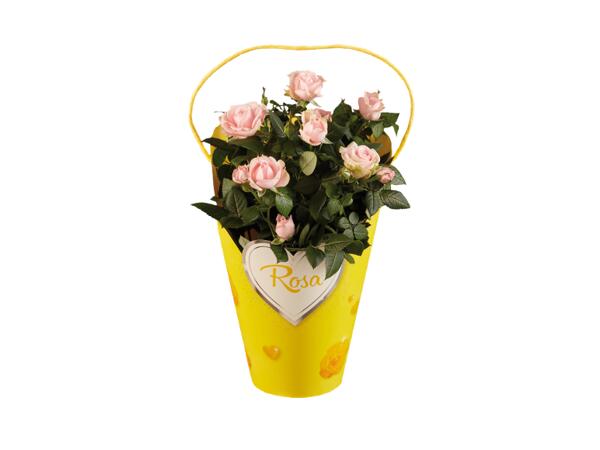 Roses