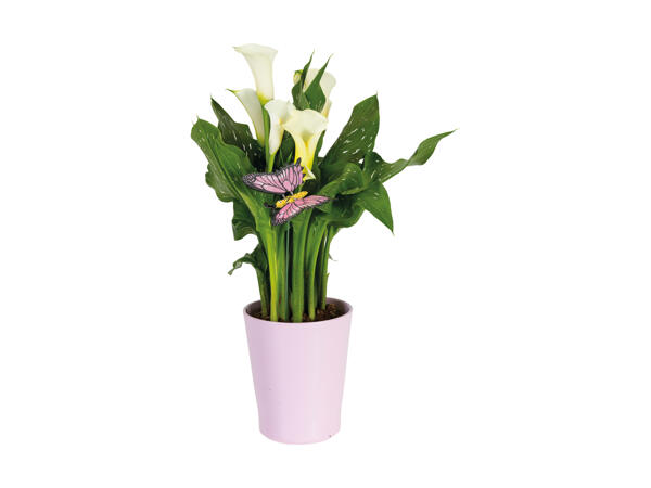 Calla i keramikskjuler