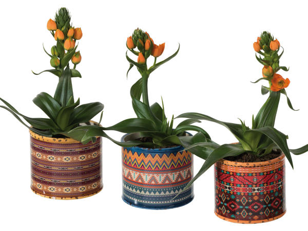 Ornithogalum in Afrika Keramik