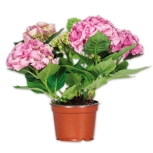 Hortensie XL