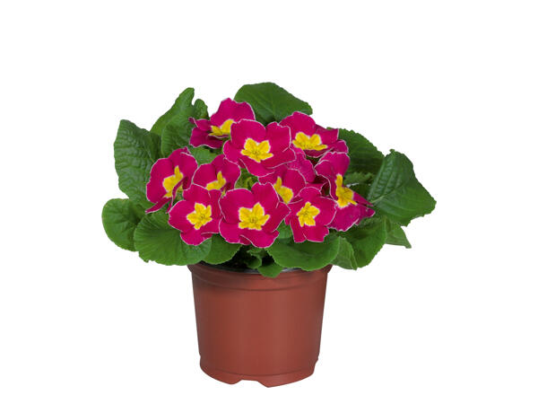 Primrose