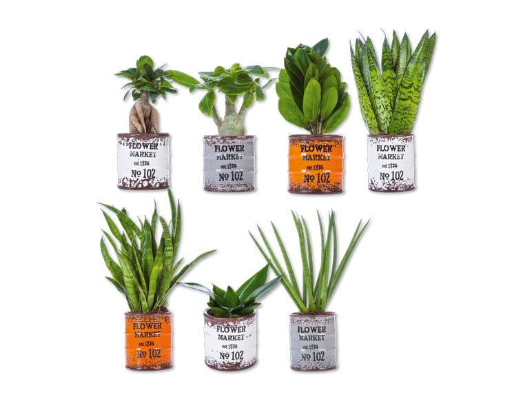 Plantes vertes dans des pots spéciaux (dès 14.7.)