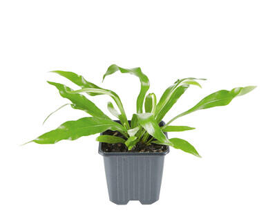 Ferns 90mm