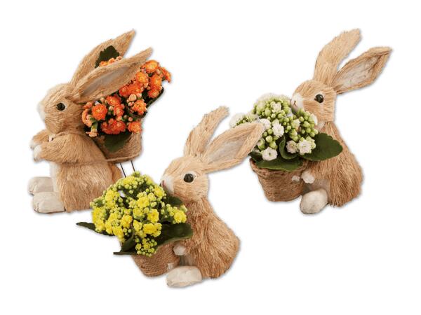 Osterhase mit Kalanchoe