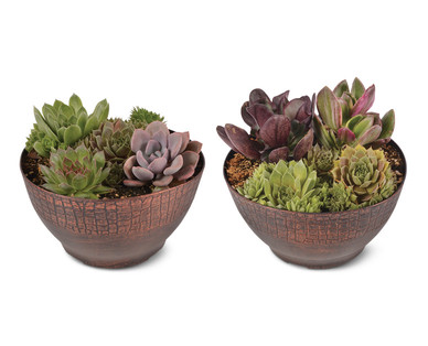 Succulent Garden