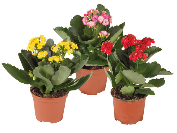 Kalanchoe