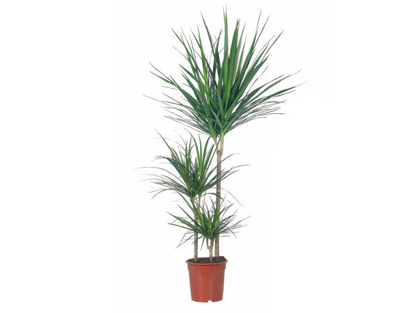 Assortiment de plantes vertes