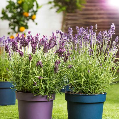 Lavendel