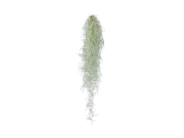 Tillandsia "filles de l'air"