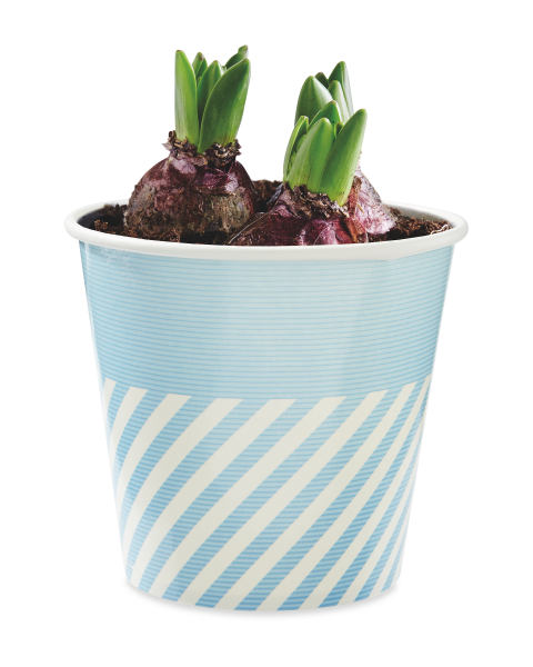 Hyacinth Paper Cup