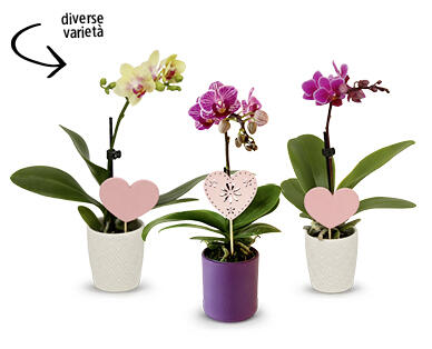 Mini-Orchidee