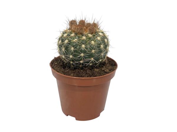 Cactus or Succulents