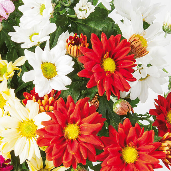 Chrysantheme "Sixtie(R)"