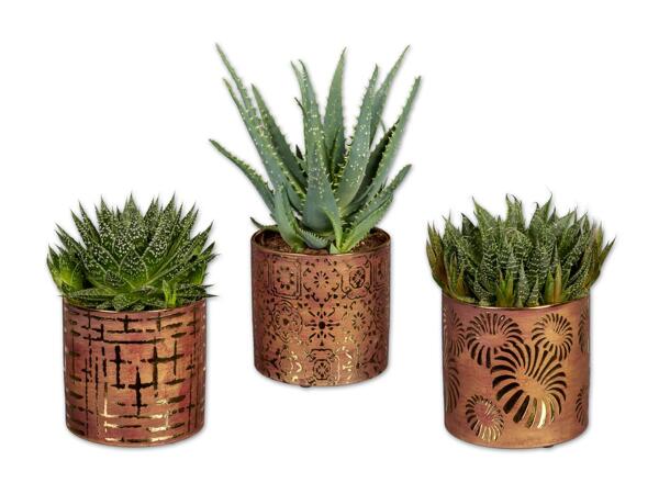 Aloe Mix in Keramik