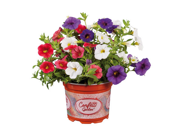 Mini Petunia Calibrachoa
