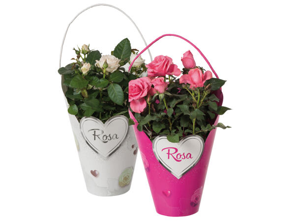 Roses