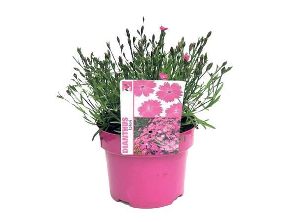 Dianthus Kahori/Oscar