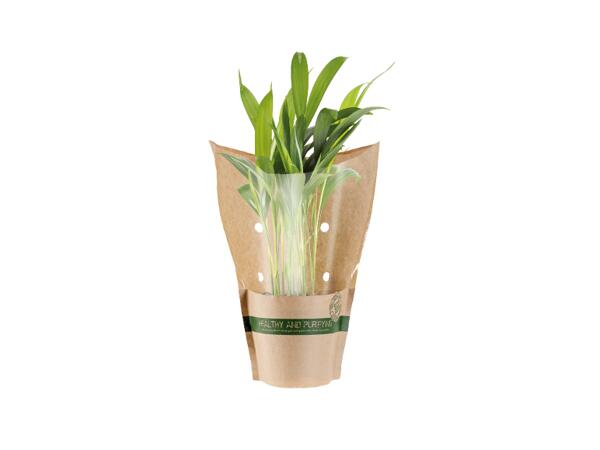 Mix Green Plants
