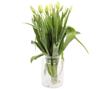 FRANZÖSISCHE TULPEN
