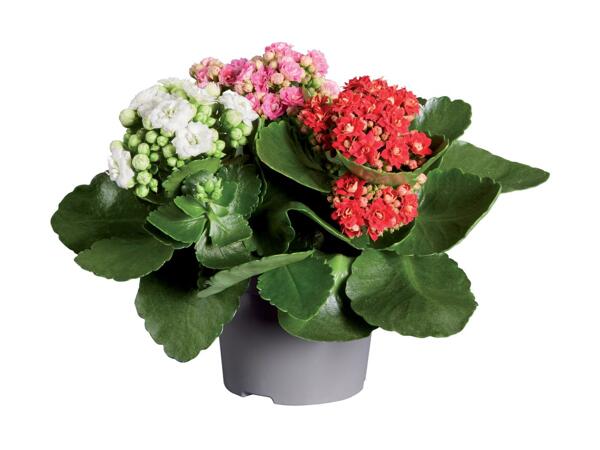 Kalanchoe Tricolour