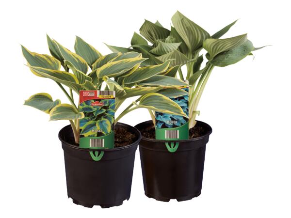 Trädgårdsfunkia