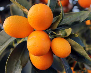 Mediterranes Stämmchen