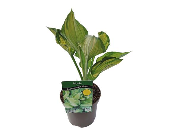 Hosta