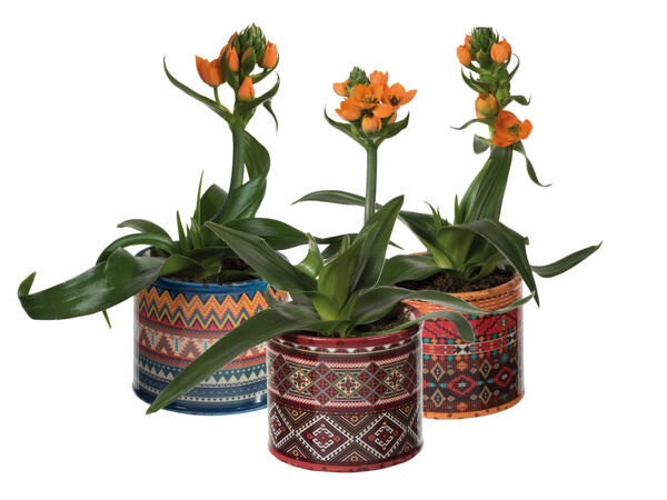 Ornithogalum