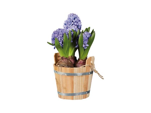 Bulbs