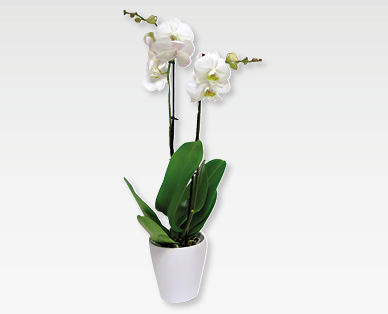 Phalaenopsis GARDENLINE(R)