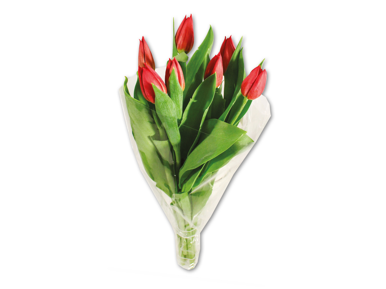Tulipaner