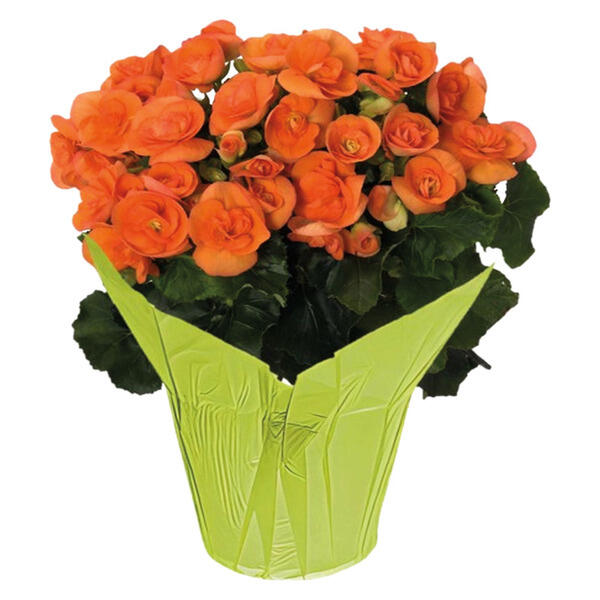 6" Blooming Flower