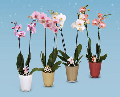 Orchidee im Glastopf