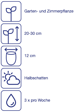 Biokräuterpflanze