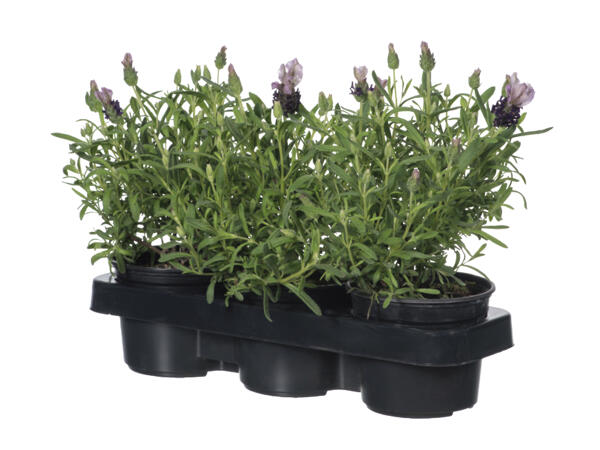 Lavender 3 Pack