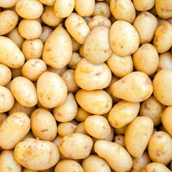 Speisekartoffeln