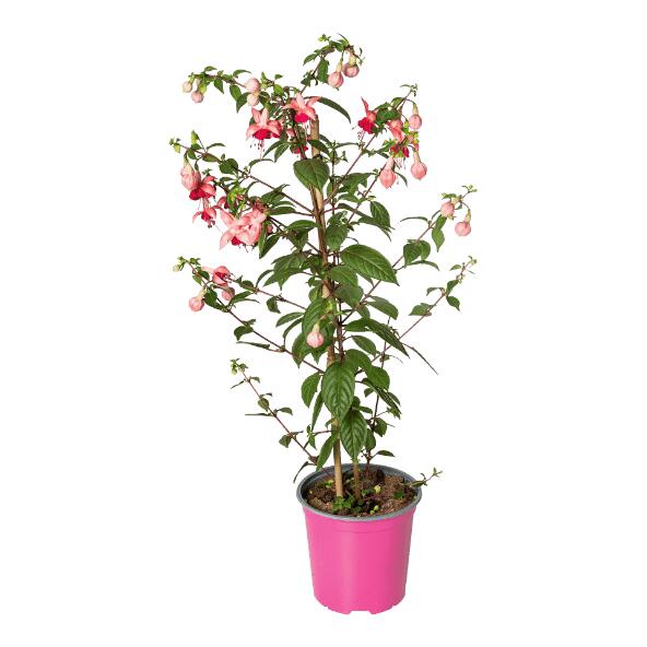 Fuchsie