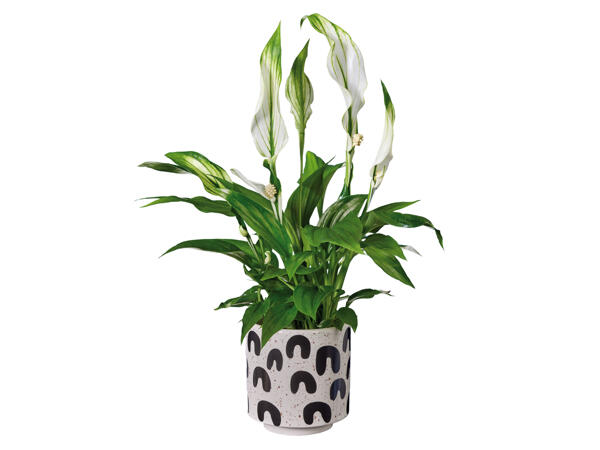 Spathiphyllum dans un pot en céramique