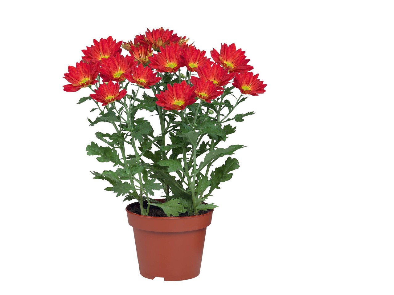 Chrysant