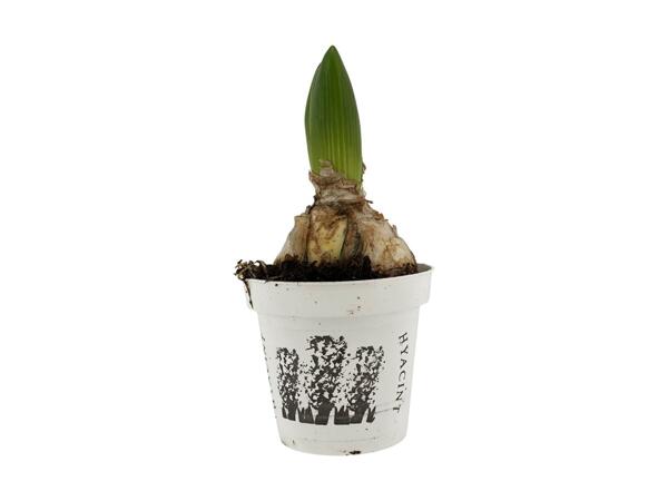 Hyacint