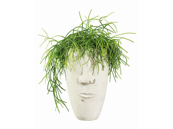 Rhipsalis dans une tête en céramique